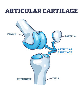Articular cartilage structure and location in knee joint outline diagram, transparent background. Labeled educational scheme with femur, tibia and patella parts illustration.