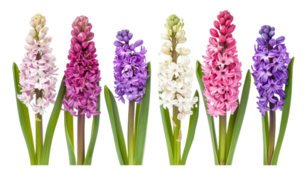 Blue purple hyacinth flower isolated on transparent background