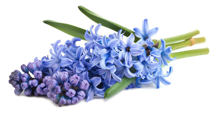 Naklejka premium Blue purple hyacinth flower isolated on transparent background
