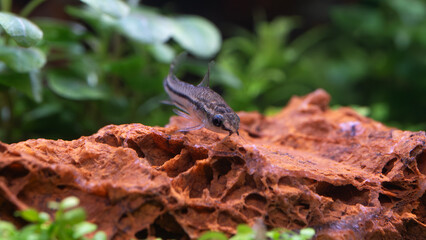 Pygmy Cory, Pygmy corydoras 