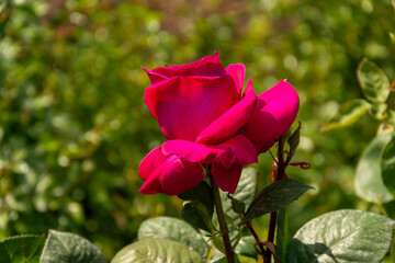 Red roses bloom in the summer in the country garden 