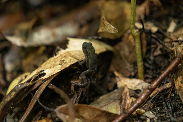 宝満山のヒキガエル