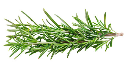 Fototapeta premium Branch of rosemary on transparent background