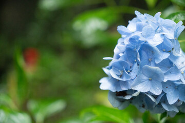 雨の宝満山のアジサイ