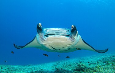 Manta ray underwater. Underwater Manta ray. Manta ray