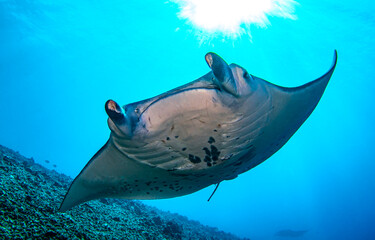 Underwater manta ray. Manta underwater. Manta ray underwater. Manta