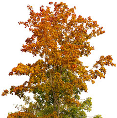 Large tree crown. Branches of tree canopy in autumn, with yellow, red, and green leaves, are...