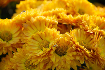 Beautiful Chrysanthemums flowers blooming in garden