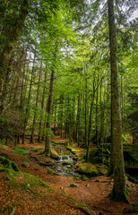 footpath in the woods