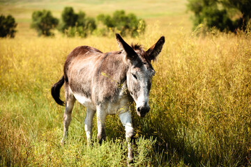 A wild burro ambles through the tall grass field within Custer State Park, Black Hills, South Dakota