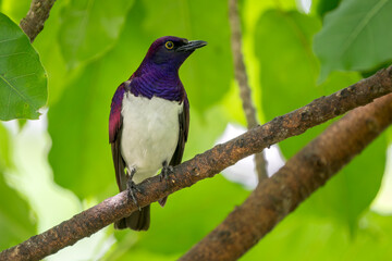 Violet-backed Starling - Cinnyricinclus leucogaster, beautiful colored perching bird from African woodlands, forests and bushes, Kenya.