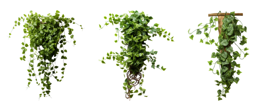 Set of tropical leaves vine. Lush green foliage plants clip outs.