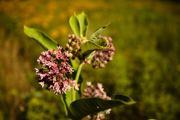 Flowering milkweed in the morning sunshine within the Pike Lake Unit, Kettle Moraine State Forest, Hartford, Wisconsin in early July