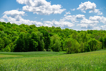 landscape with grass and sky
