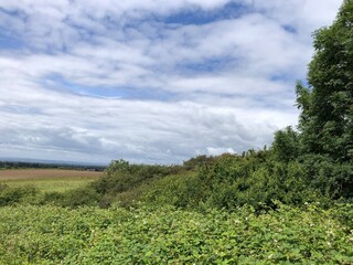 Hedgerow brambles on a warm sunny day in North Yorkshire, England, United Kingdom
