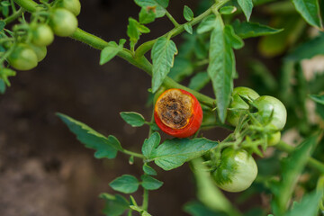 tomato blossom end rot disease, gardening problems, red ripe rotten tomatoes lying on the ground,...
