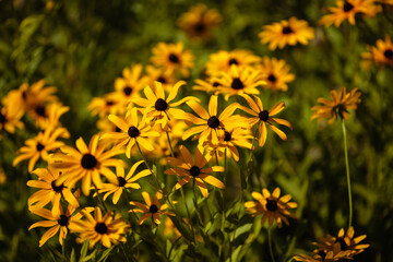 Brown-eyed Susan wildflowers enjoying the July sunshine within the Pike Lake Unit, Kettle Moraine State Forest, Hartford, Wisconsin
