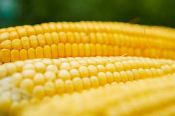 Yellow fresh ears of sweet corn. Fresh raw corn cob with yellow kernel macro texture, close-up. corn on natural wooden background, harvest season, healthy natural products.
