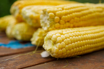Yellow fresh ears of sweet corn. Fresh raw corn cob with yellow kernel macro texture, close-up. corn on natural wooden background, harvest season, healthy natural products.