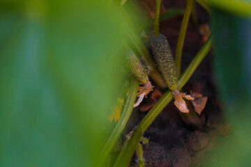 blooming ovary of young fresh organic vegetable, growing cucumbers on the field. Spring agricultural background. 