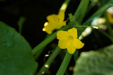 Yellow flowers blooming on a green vine in a lush garden during daylight hours