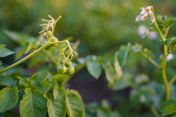 Potato plants with blossoms and developing tubers in a lush garden during early summer