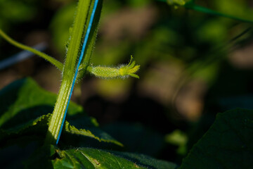 blooming ovary of young fresh organic vegetable, growing cucumbers on the field. Spring agricultural background. 