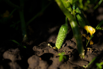 blooming ovary of young fresh organic vegetable, growing cucumbers on the field. Spring agricultural background. 
