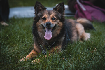 A cute dog is lying on the grass with its tongue out, savoring the peaceful moment