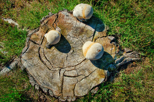Three specimens of wood-decay or xylophagous fungi (Inonotus tamaricis) on the stump of a cut tree.