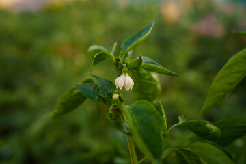 Delicate white flower blooming on a green pepper plant in a garden under soft morning light