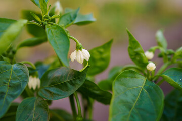 White flower buds emerging on green pepper plant in garden during bright daylight