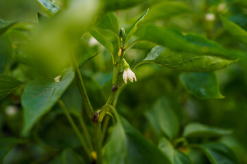 Close-up view of delicate white flower blooming on green pepper plant in a garden setting during early spring