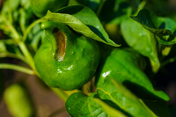 Green fruit growing on a plant surrounded by lush green leaves in a garden during daylight