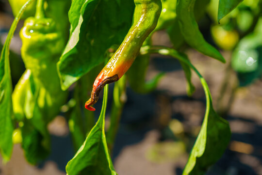 Close-up of a hot chili pepper affected by blossom end rot or pepper anthracnose. Vegetables rot in the garden. Harvest loss. Agricultural problems, pepper diseases