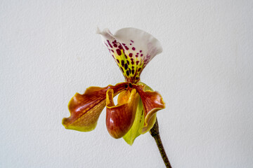 Close up of a flowering Paphiopedilum, Lady`s Slipper. Venus slipper or Callosum orchid (Paphilopedium)
