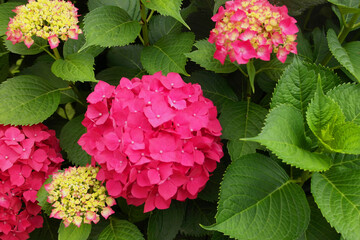 Background with beautiful fuchsia hydrangeas
