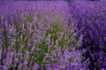 Obraz premium Lavender flowers closeup. Composition of nature.
