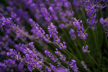 Fototapeta premium Lavender flowers closeup. Composition of nature.