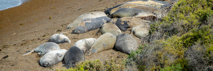 Sea lions resting at peninsula valdes beach, chubut, argentina