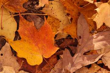 An assortment of leaves on the ground in mid-October at the Pike Lake Unit, Kettle Moraine State Forest, Hartford, Wisconsin