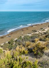 Sea lions resting at peninsula valdes beach, chubut, argentina