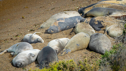 Fototapeta premium Sea lions resting at peninsula valdes beach, chubut, argentina