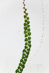 白壁を這うツタ01