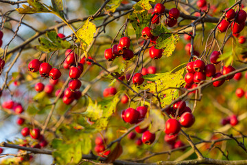 Obraz premium Hawthorn red berries grow on a bush