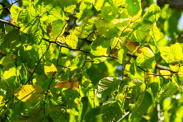 Beautiful, harmonious forest detail, with hornbeam leaves