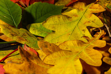 Colorful and bright background made of fallen autumn leaves