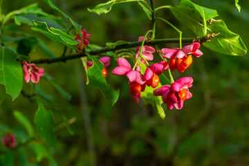 Euonymus europaeus european common spindle capsular ripening autumn fruits, red to purple or pink colors with orange seeds, autumnal colorful leaves