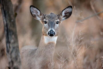 A young doe looks out from behind the cover of the tree, in the late afternoon in mid-November near Hartford, Wisconsin