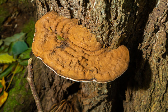 brown bear bread mushroom with white borders and green moss in the forest - Ganoderma applanatum